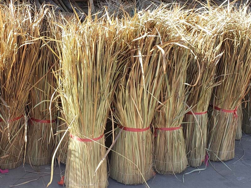 Cỏ tranh lợp nhà