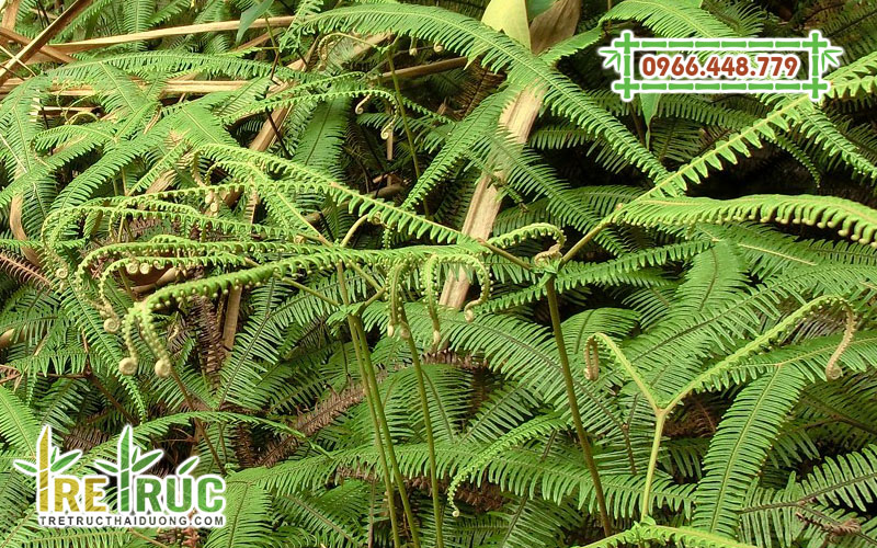 Cây guột (cỏ tế, vọt)