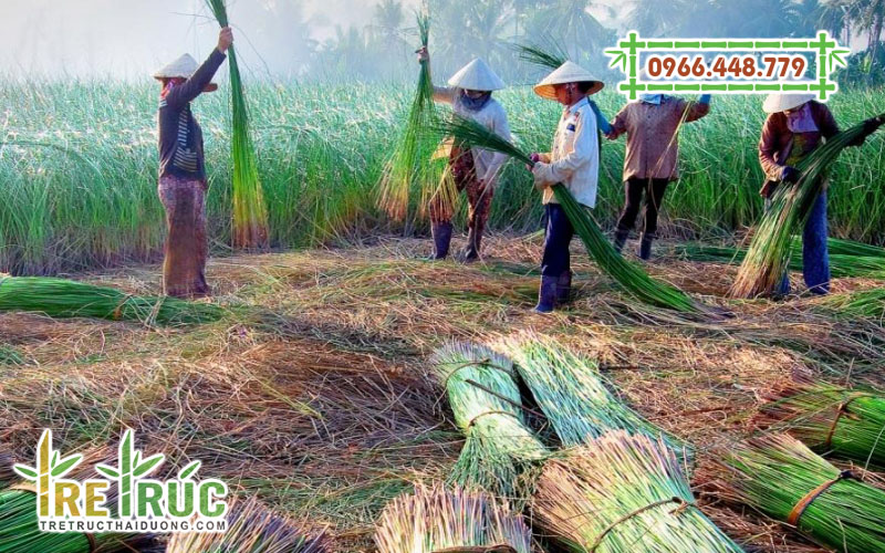 Đặc điểm cây cói